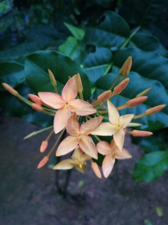 Photo for A selective focus of bunga asoka flowers - Royalty Free Image