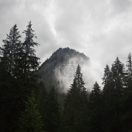 Téléchargez les photos : Une forêt avec beaucoup d'arbres et une montagne en arrière-plan par une froide journée brumeuse - en image libre de droit
