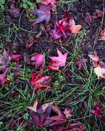 Téléchargez les photos : Une vue rapprochée des feuilles tombées de chewing-gum sur un sol - en image libre de droit