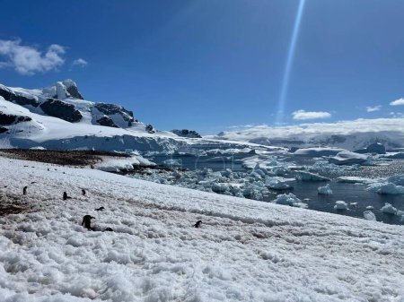 Téléchargez les photos : Les pingouins sur la côte enneigée de l'océan en Antarctique - en image libre de droit