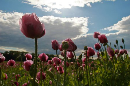 Foto de Una hermosa toma de amapolas de opio rosadas creciendo en un campo - Imagen libre de derechos