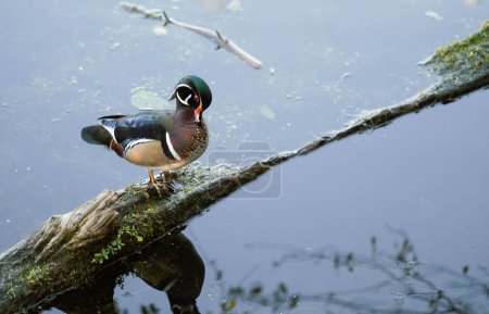 Foto de Un bebé Pato de madera en una rama de árbol en el lago - Imagen libre de derechos
