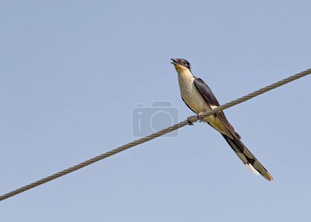 Photo for A low angle shot of a Pied Cuckoo calling from a wire against blue sky - Royalty Free Image