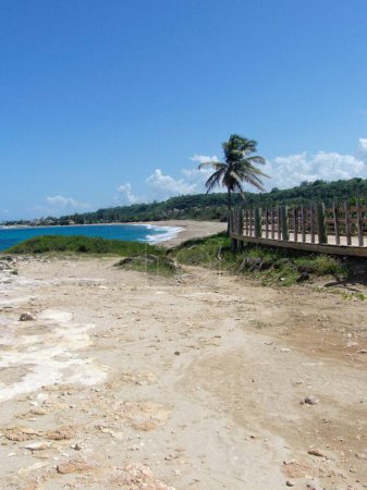 Téléchargez les photos : Vue verticale d'une plage, d'une passerelle et d'un palmier sous le ciel bleu par une journée ensoleillée - en image libre de droit
