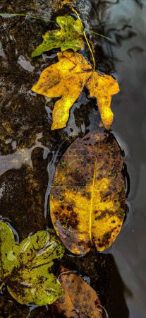 Photo for A vertical top view closeup of decaying autumn leaves in water - Royalty Free Image