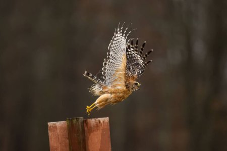 Téléchargez les photos : Un faucon aux épaules rouges coloré volant sur un poteau métallique avec un fond flou - en image libre de droit