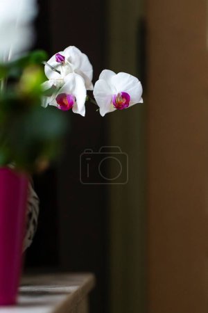 Photo for A vertical closeup of the delicate moth orchid, phalaenopsis flowerheads against a blurred background - Royalty Free Image