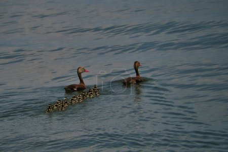 Téléchargez les photos : Un gros plan de canards à la surface de l'eau avec leurs canetons - en image libre de droit