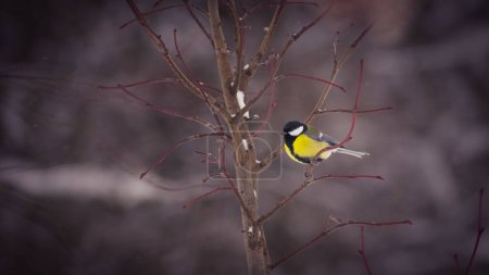 Photo for The small Great tit on the tree branch in winter, close-up - Royalty Free Image