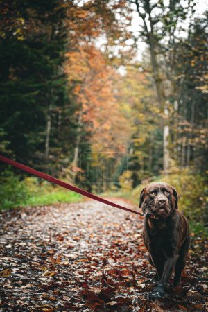 Foto de Un enfoque selectivo de un lindo perro Labrador caminando sobre hojas de otoño - Imagen libre de derechos