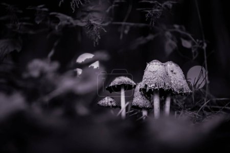 Téléchargez les photos : Gros plan noir et blanc de petits champignons (Psilocybe cubensis) dans une forêt avec des gouttes de rosée dessus - en image libre de droit