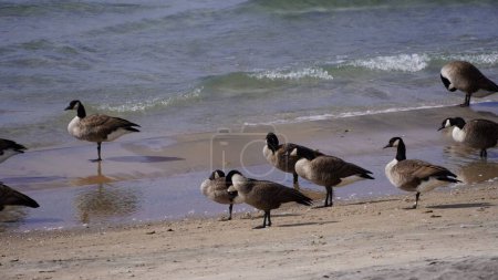 Téléchargez les photos : Gros plan d'un troupeau d'oies canadiennes reposant sur le littoral d'une plage - en image libre de droit