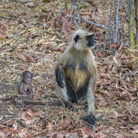 Photo for Gray langurs, monkeys, father with a baby, India, Madhya Pradesh - Royalty Free Image