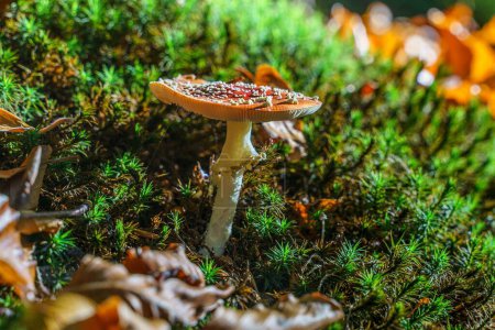 Foto de Un primer plano de los hongos Armillaria ostoyae en el suelo del bosque con hojas de otoño - Imagen libre de derechos