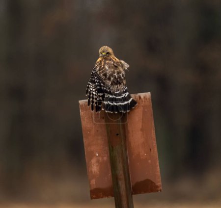 Téléchargez les photos : Une photo arrière d'un faucon à épaulettes debout sur un poteau métallique avec un fond flou - en image libre de droit