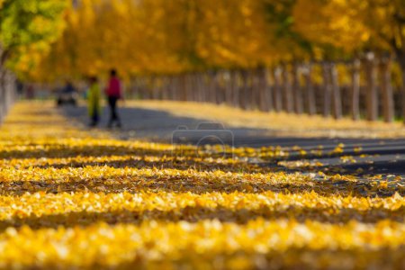 Photo for A beautiful view of yellow ginkgo trees in Napa Valley in California - Royalty Free Image
