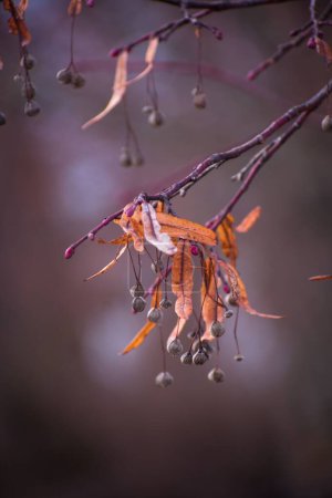 Photo for The autumn tree with dry leaves and  wild berries, close-up, vertical - Royalty Free Image