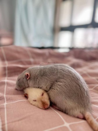 Photo for A vertical closeup shot of two adorable fluffy pet rats laying on top of each other lovingly on a bed - Royalty Free Image