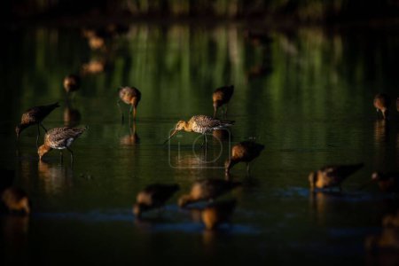 Photo for A flock of wader black-tailed godwit birds on a shallow swamp lake in the Netherlands - Royalty Free Image