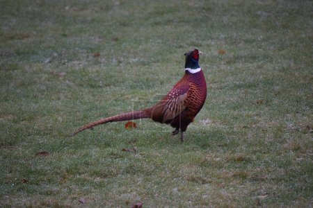 Photo for A close-up shot of a Ring-necked Pheasant on the grass - Royalty Free Image