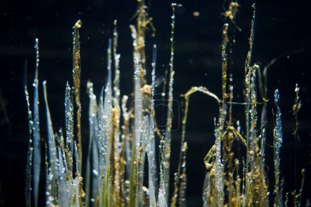 Foto de Un primer plano de hermosas plantas acuáticas bajo el agua - Imagen libre de derechos