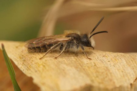 Téléchargez les photos : Gros plan détaillé sur un mâle de l'abeille minière de Clarke, Andrena clarkella - en image libre de droit