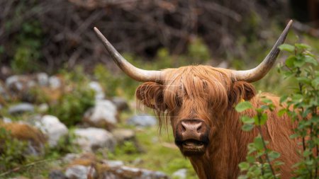 Téléchargez les photos : Gros plan d'un bétail brun des Highlands (gaélique écossais) au fond flou - en image libre de droit
