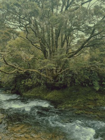Téléchargez les photos : Coup vertical d'arbres sur une rive principalement recouverte de mousse dans une forêt - en image libre de droit