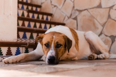 Téléchargez les photos : Un gros plan d'un mignon chien brun allongé devant les escaliers - en image libre de droit