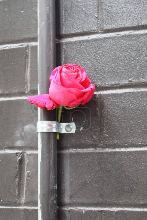 Photo for A pink rose on the wall in art district, vertical - Royalty Free Image