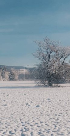 Téléchargez les photos : Une nature sauvage gelée avec d'énormes vieux arbres dans un vaste champ vide couvert de neige par une journée d'hiver fraîche - en image libre de droit
