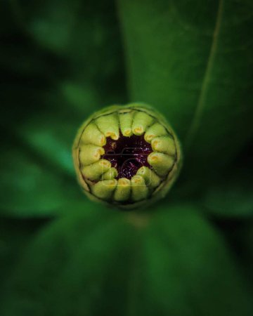 Téléchargez les photos : Une macro vue du dessus du bourgeon d'une plante à fleurs Zinnia sur un fond flou - en image libre de droit