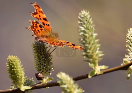 Téléchargez les photos : Une focalisation sélective d'un papillon virgule sur une plante - en image libre de droit