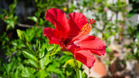 Foto de Un primer plano de un hibisco creciendo en un jardín - Imagen libre de derechos