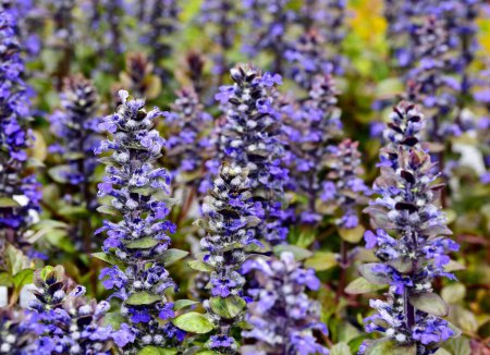 A selective shot of the ajuga flowering plants (Bronze Beauty) in the garden with blur background