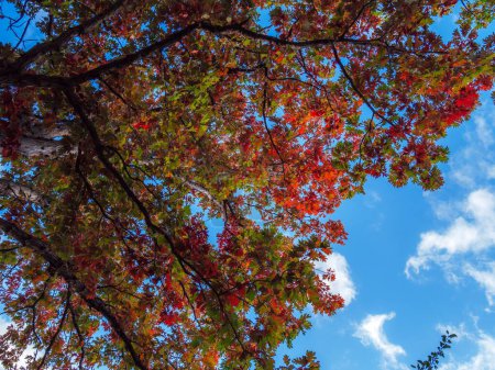 Téléchargez les photos : Angle vertical bas d'un arbre feuillu aux feuilles vertes et rouges, feuillage d'automne contre un ciel bleu - en image libre de droit