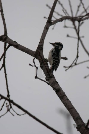 Foto de Un hermoso pájaro carpintero peludo posado sobre un pequeño árbol sin hojas bajo un sombrío cielo gris - Imagen libre de derechos