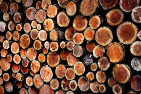 Foto de Un fondo de una pila de troncos de madera cortada, leña - Imagen libre de derechos