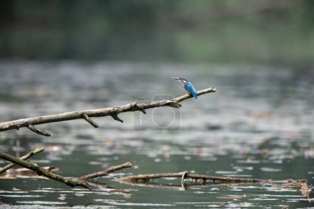 Téléchargez les photos : Une concentration sélective d'un oiseau martin-pêcheur sur un bâton au-dessus d'une rivière - en image libre de droit