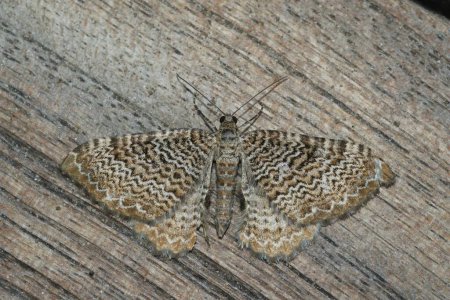 Photo for Detailed Closeup on a beatiful Scallop Shell geometer moth , Hydria undulata, with spread wings sitting on wood - Royalty Free Image