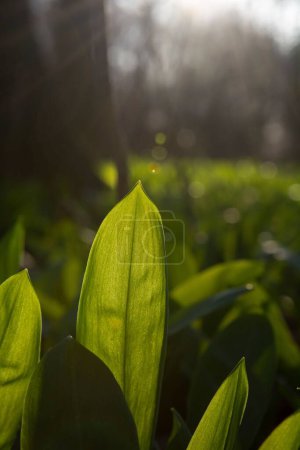 Photo for A selective focus of Wild garlic (Allium ursinum) green leaves in the garden with blur background - Royalty Free Image