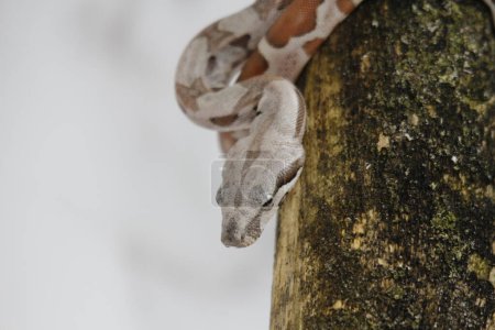 Téléchargez les photos : Un gros plan de serpent en fond blanc - en image libre de droit