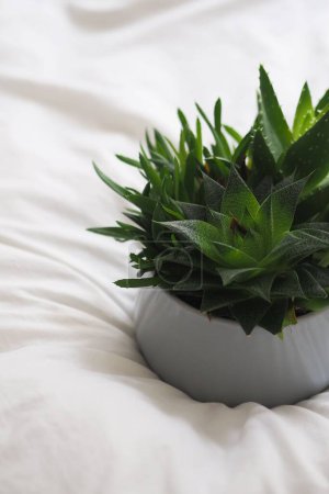 Foto de Un primer plano de plantas suculentas en maceta blanca en la cama - Imagen libre de derechos