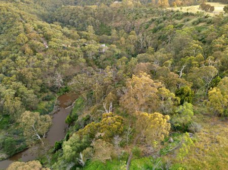 Téléchargez les photos : Vue aérienne d'un champ aux couleurs crème avec de grands arbres - en image libre de droit