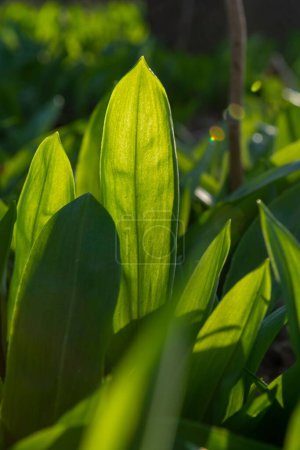 Photo for A selective focus of Wild garlic (Allium ursinum) green leaves in the park - Royalty Free Image