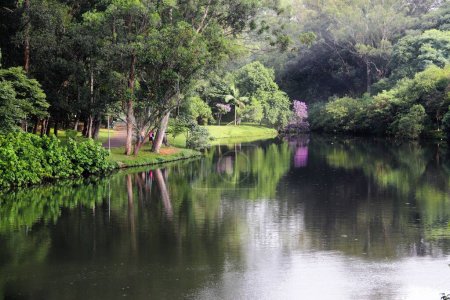 Foto de Un pintoresco plano de un río que fluye en un exuberante parque verde en Sao Paulo, Brasil - Imagen libre de derechos