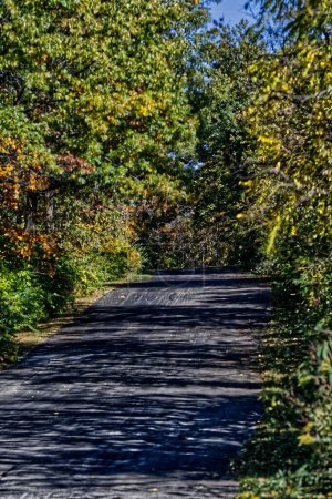 Téléchargez les photos : Vue verticale d'un paysage forestier d'automne avec des arbres couverts de feuilles orange - en image libre de droit