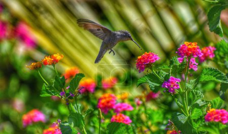 Téléchargez les photos : Un colibri survolant un bouquet de fleurs roses et jaunes - en image libre de droit