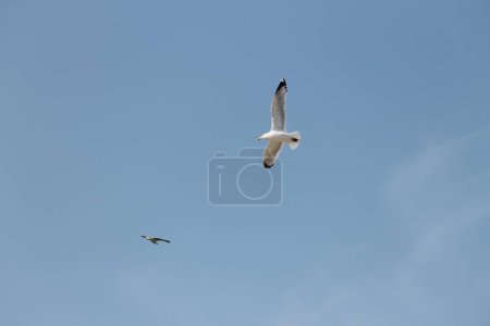Photo for A seagull flying in blue sky - Royalty Free Image