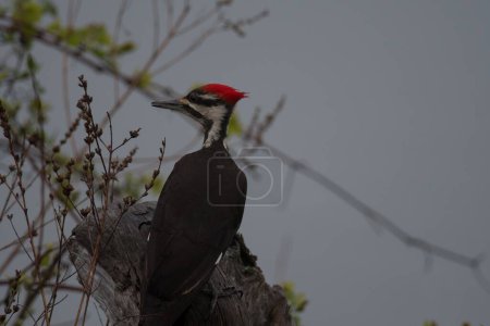 Photo for A closeup of a cute red-headed woodpecker on a thick tree branch under a gloomy sky - Royalty Free Image